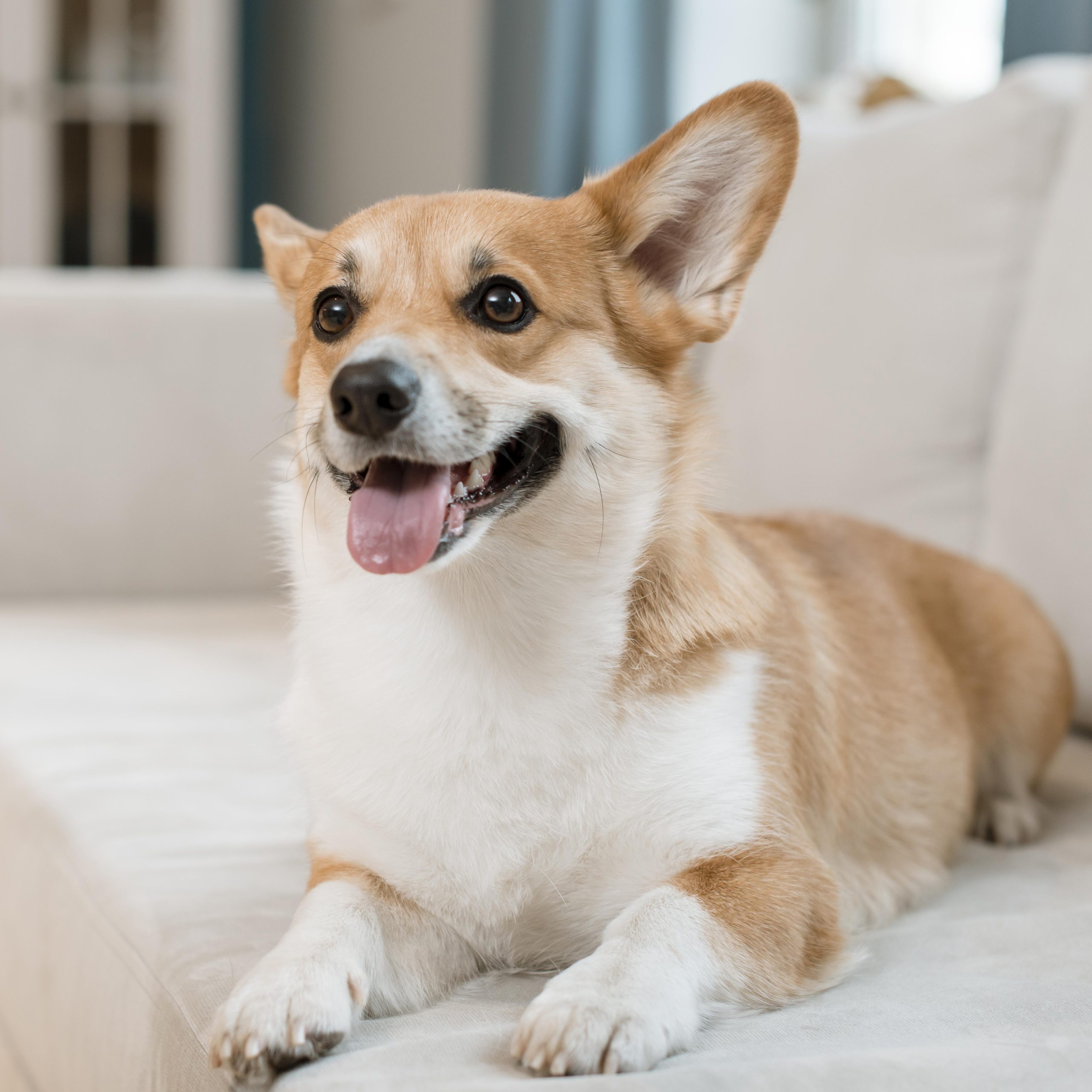 Como manter seu sofá limpo com pets em casa